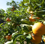 piantagione mandarini