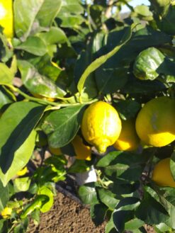 Limoni di sicilia